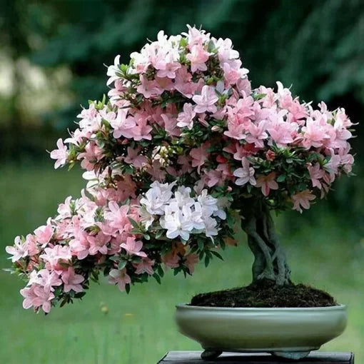 pink sakura flower seeds