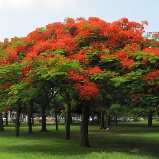 red caesalpinia flower seeds