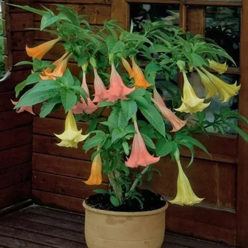anthurium indoor flower seeds