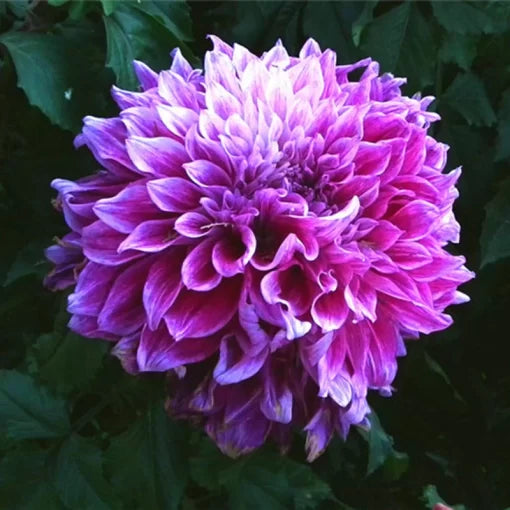 dahlia bonsai flower seeds