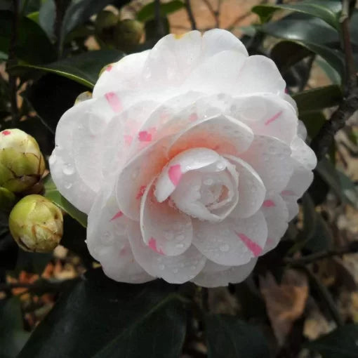 camellia flower flower seeds