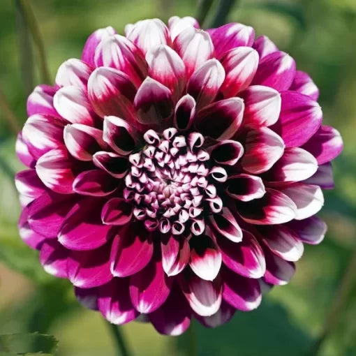dahlia flower flower seeds