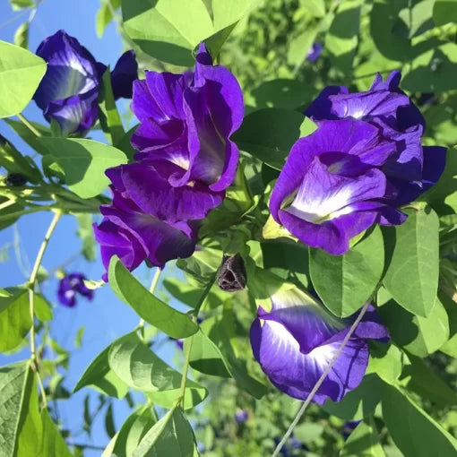 purple clitoria flower seeds