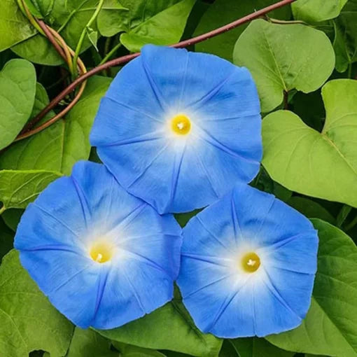 blue morning flower seeds