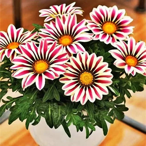 gazania rigens flower seeds