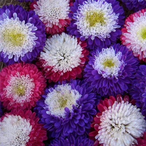 aster chrysanthemum flower seeds
