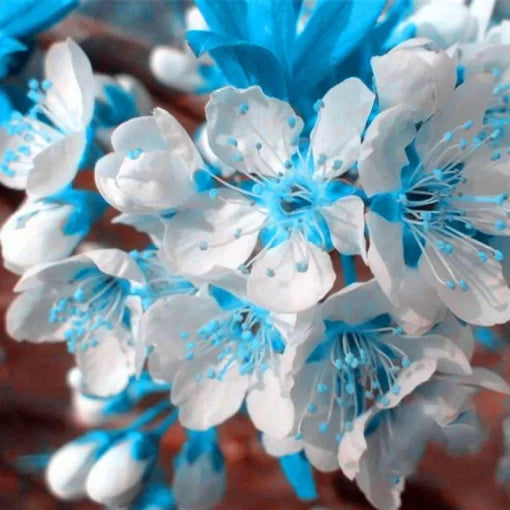 blue blue flower seeds