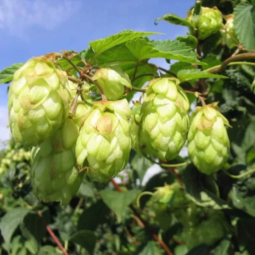 hops humulus flower seeds