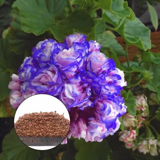 blue blue flower seeds