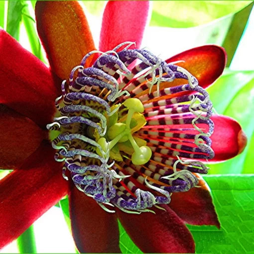 passiflora flower flower seeds