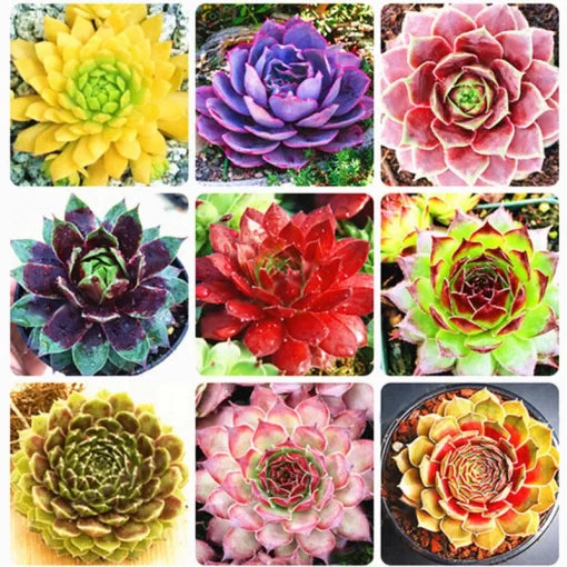 sempervivum succulent flower seeds