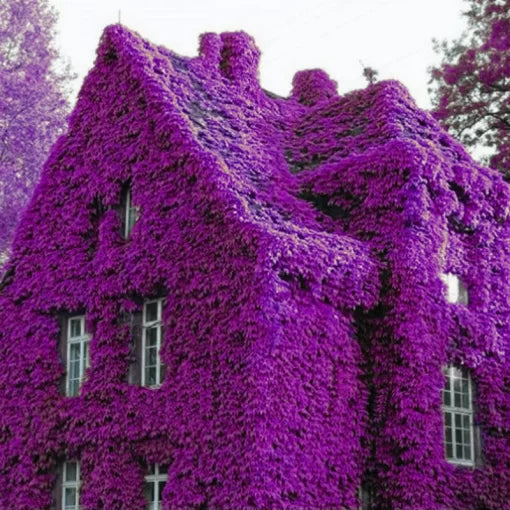 rainbow rock flower seeds