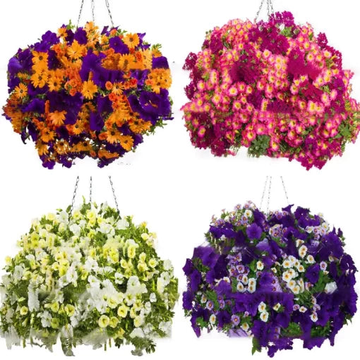 petunia mini flower seeds