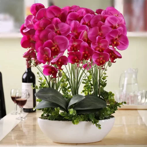 phalaenopsis orchid flower seeds