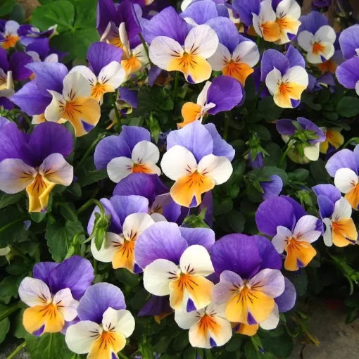 mixed color flower seeds