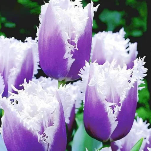 tulip flower flower seeds