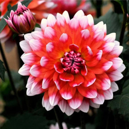 dahlia rare flower seeds