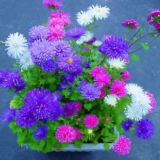 chinese aster flower seeds