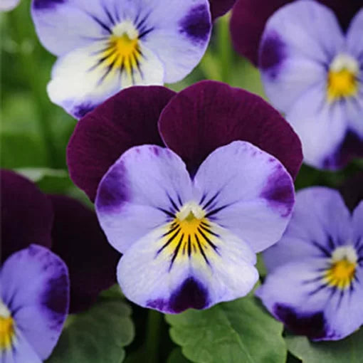 yellow angel flower seeds