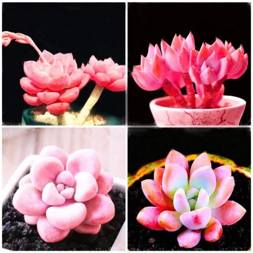 pink succulent flower seeds