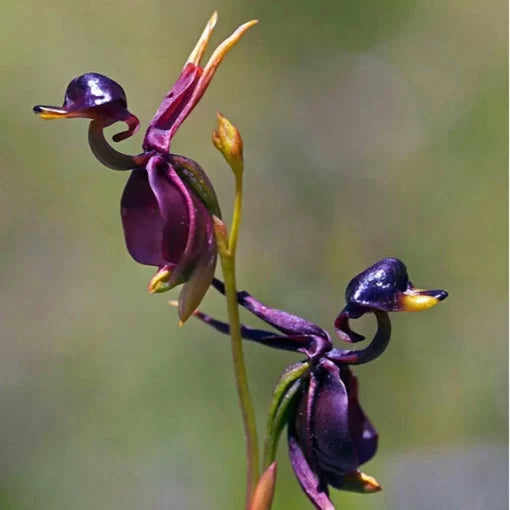 flying duck flower seeds