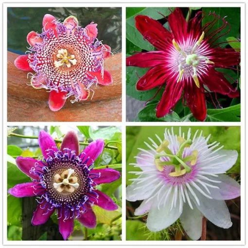 passion flower flower seeds