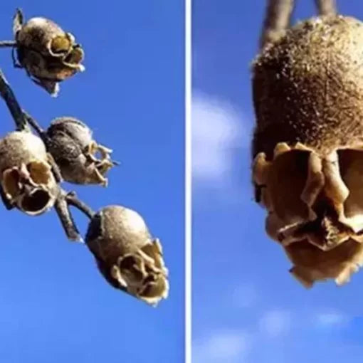 antirrhinum rare flower seeds