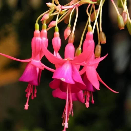 abutilon striatum flower seeds
