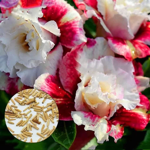 desert rose flower seeds