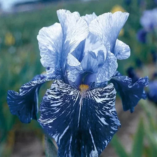 rare iris flower seeds