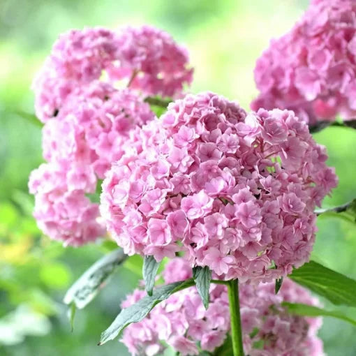 pink white flower seeds