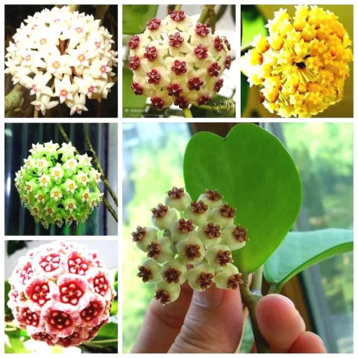 hoya carnosa flower seeds