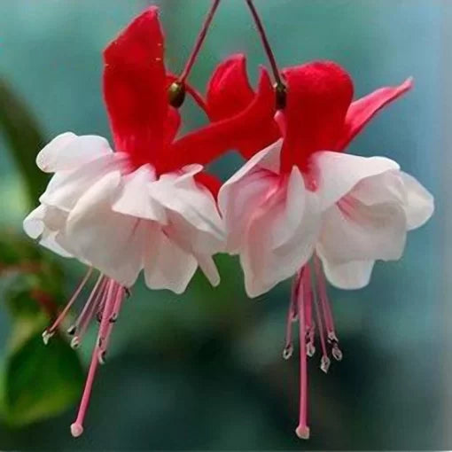fuchsia lantern flower seeds