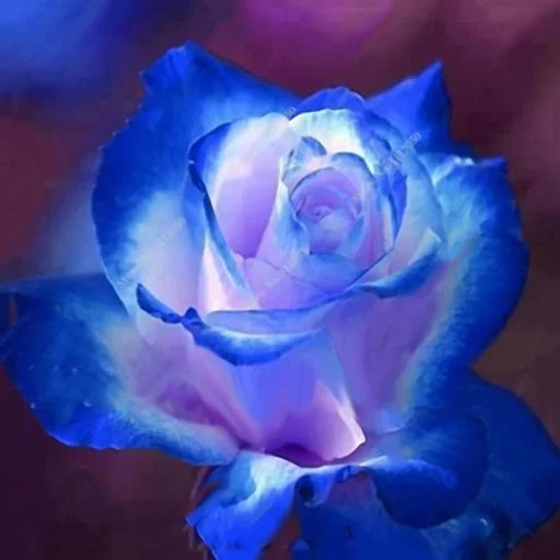 rose bonsai flower seeds
