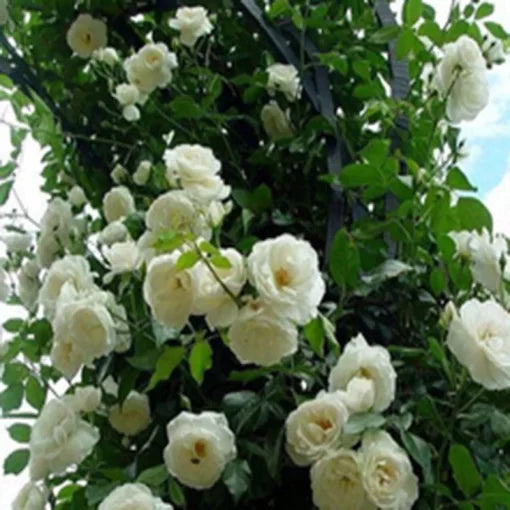 white rose flower seeds