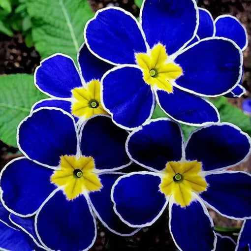 monkey face flower seeds