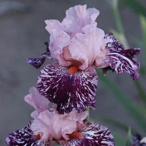 rare iris flower seeds