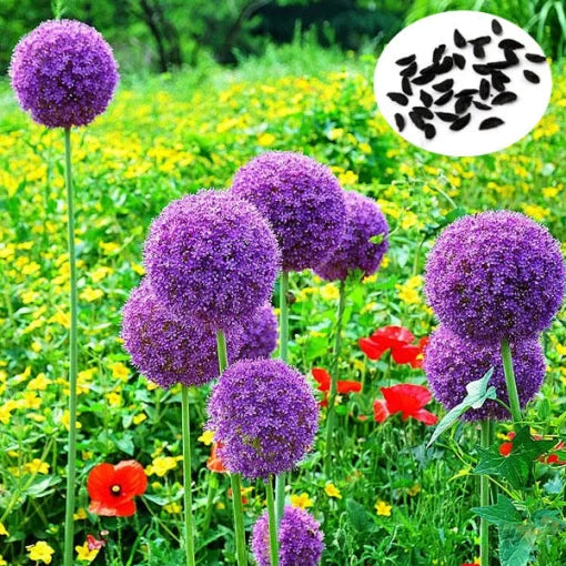 rare rose flower seeds