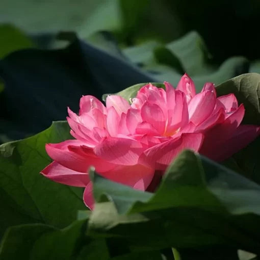 red bowl flower seeds