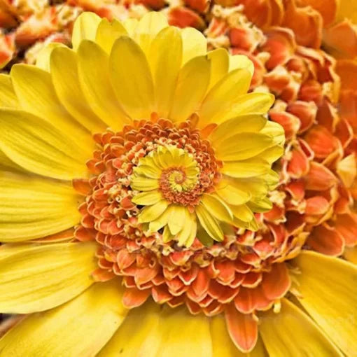 miracle daisy flower seeds