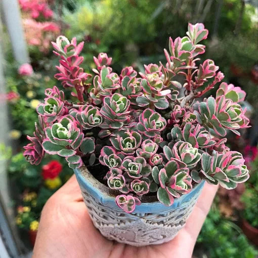 lotus lithops flower seeds
