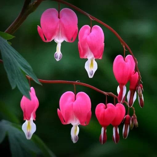 flammule bowl flower seeds