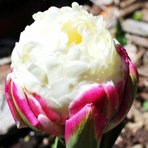 cream ice flower seeds