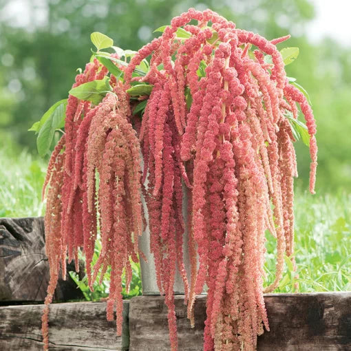 amaranthus coral flower seeds