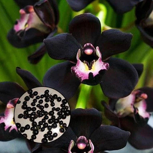 black cymbidium flower seeds