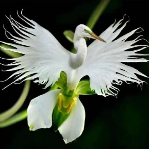 white japanese flower seeds