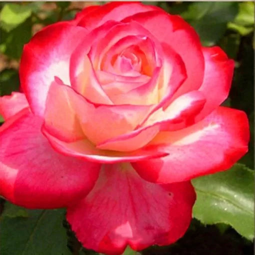 ginger plant flower seeds
