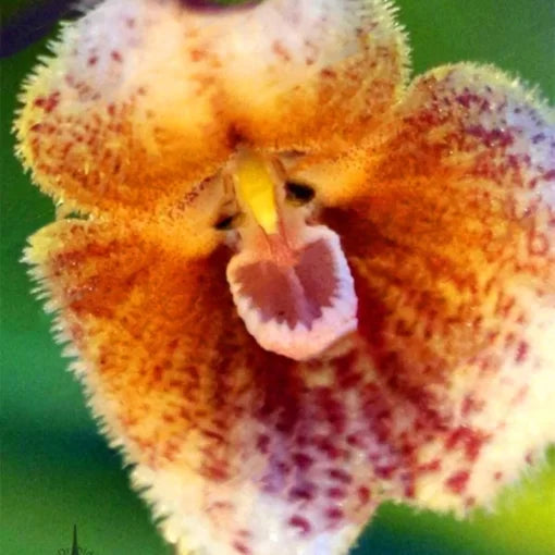 monkey face flower seeds