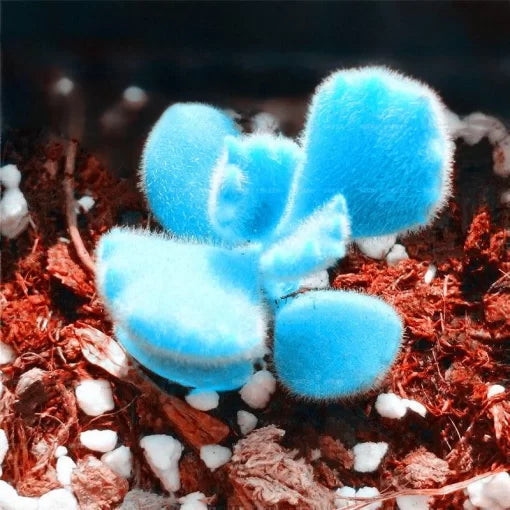 blue lithops flower seeds