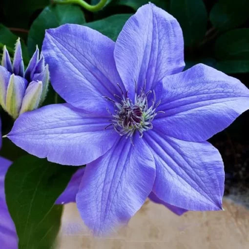 clematis bonsai flower seeds